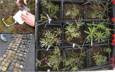 Biocrusts Influence Vascular Plant Community Development, Promoting Native Plant Dominance